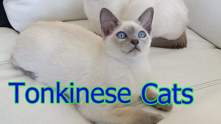 Video 295371: tonkinese cat breed, domestic cat breed