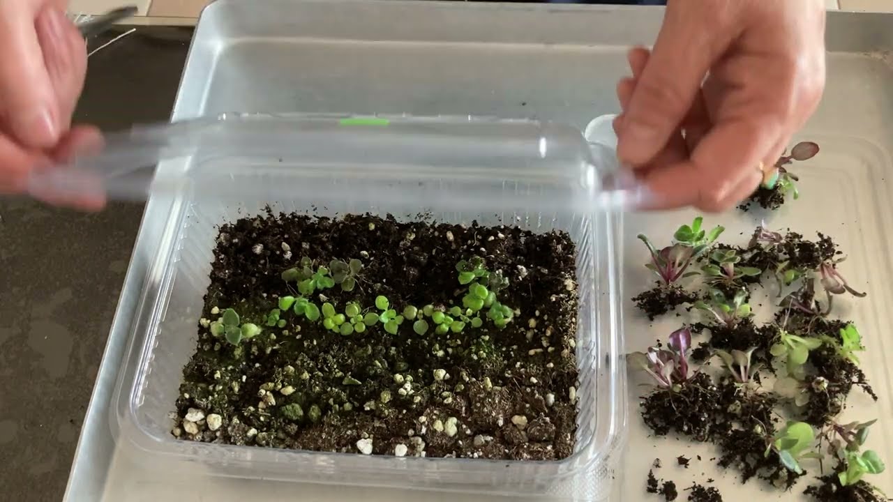 336.Yeniden Koleksiyon Edinmeye Çalışıyorum Tohumdan Menekşe Yetiştiriyorum.