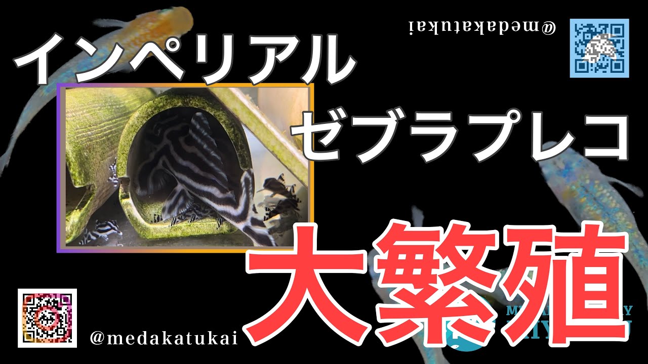 インペリアルゼブラプレコが大繁殖しております😅