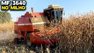 COLHENDO MILHO COM UMA MASSEY FERGUSON 3640 ANO 1996