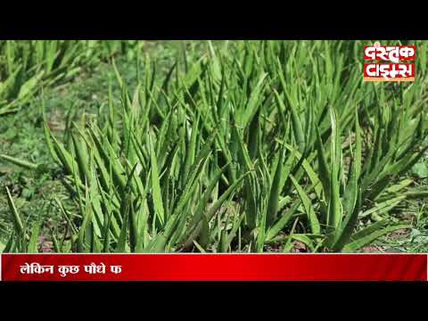 भयंकर बीमारियों को घर में दाखिल नहीं होने देंगे ये 10 पौधे, हवा भी रखेंगे साफ