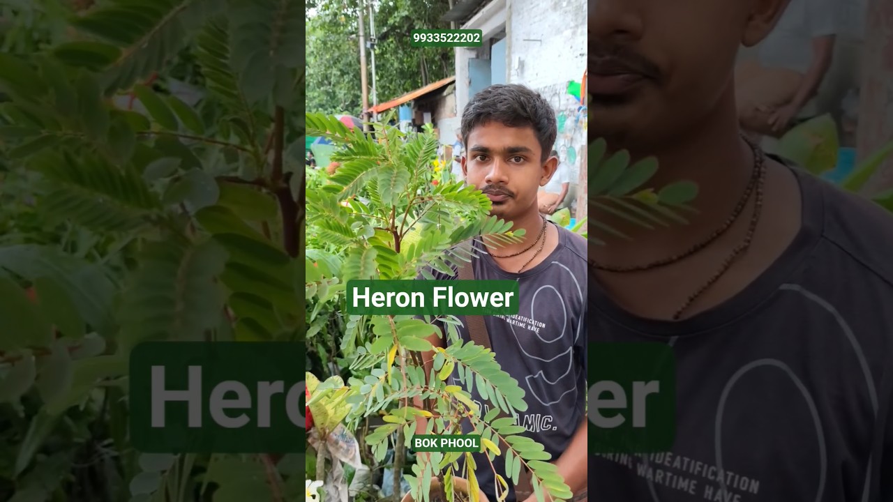 Wonderful Red Heron Flower or Bok Phool with Price #shorts