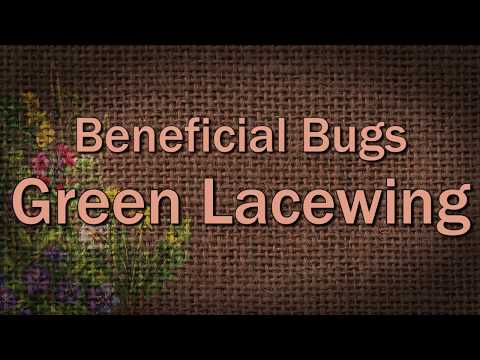 Video: Lacewing nytteinsekter – dra nytte av grønne snørevinger i hagen