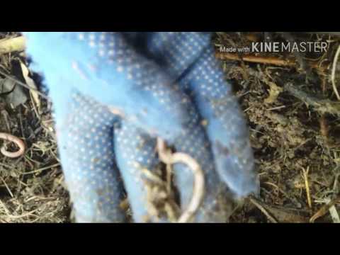 Калифорнийские черви. Устройство компостной кучи для удобной выборки вермикомпоста (биогумуса)