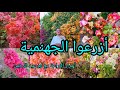أسرار زراعة الجهنمية لتزهر بكثافة الجميلة أو المجنونة أو البوغنفيلية أو البوغنڤيليا 