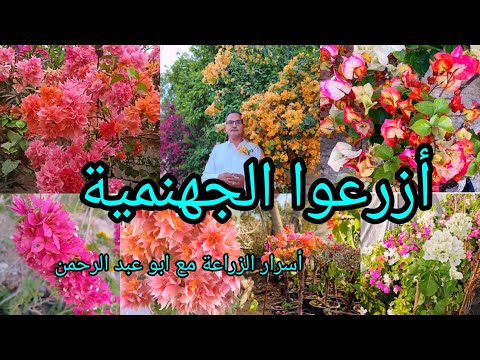 أسرار زراعة الجهنمية لتزهر بكثافة الجميلة أو المجنونة أو البوغنفيلية أو البوغنڤيليا 