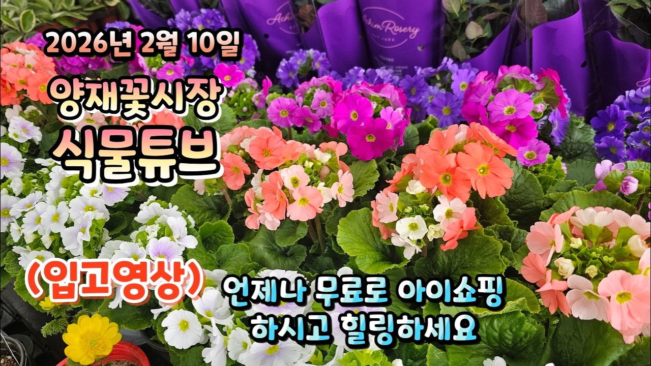 양재꽃시장 식물튜브 26년 2월 10일  설날연휴전 마지막 입고식물들 영상 시청 하시면서 힐링타임 되세요~  #양재꽃시장 #식물튜브 #식물아빠 #여광일