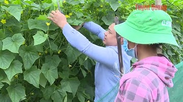 Hiệu quả chuỗi liên kết sản xuất và tiêu thụ dưa chuột tại Lâm Bình