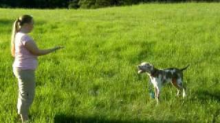 Catahoula leopardí pes poslušnost II  леопардовая собака