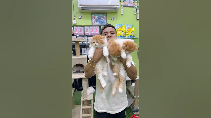 Video 11417911: persian kittens low, red persian kitten, white persian kitten, cat pets