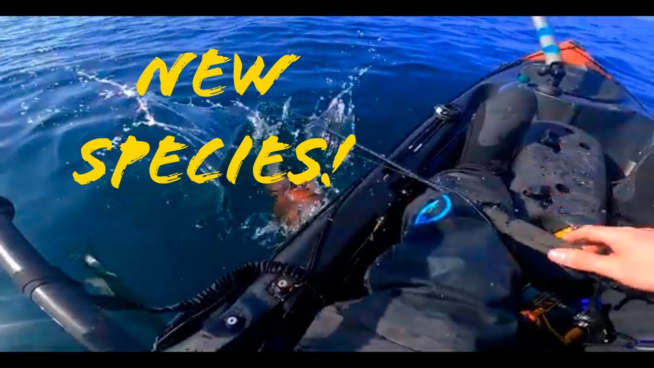 First time EVER catching this Fish!