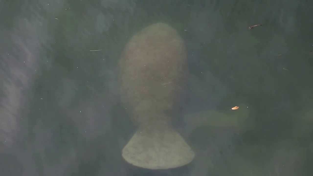 Moonbay Manatee Family