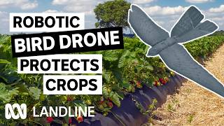 Is This The Future Of Pest Control? | Landline | Abc Iview