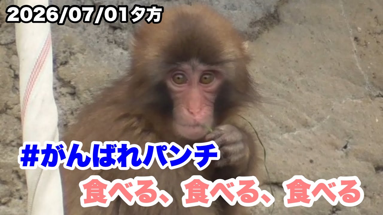 7/1夕方 パンチくん、食べる、食べる、食べる（Punch-kun is eating