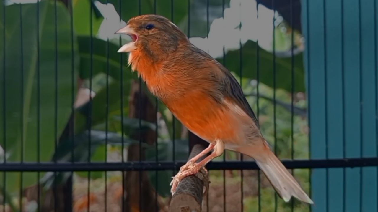Canção de Canário Belga para Treinar Canários Jovens e Silenciosos a Cantar Diretamente |894
