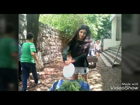 Video: Հասմիկի պարարտացման ժամանակ. Ինչպե՞ս և ինչով կերակրել հասմիկի բույսերը