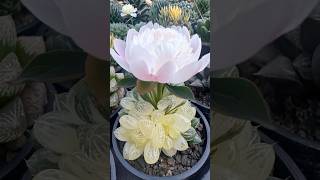 Haworthia Ai Art Sprezeland