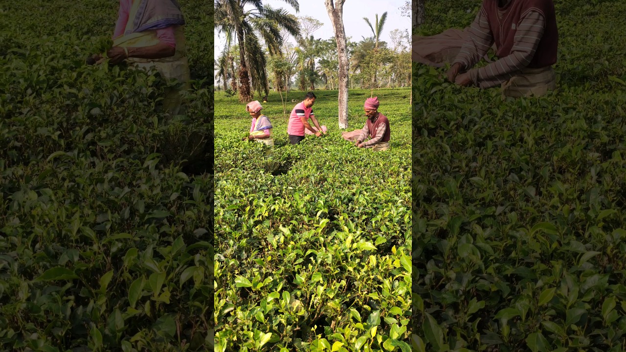 tea garden ! cha bagan ! Siliguri
