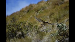 Variable Hawk Antisana Ecological Reserve