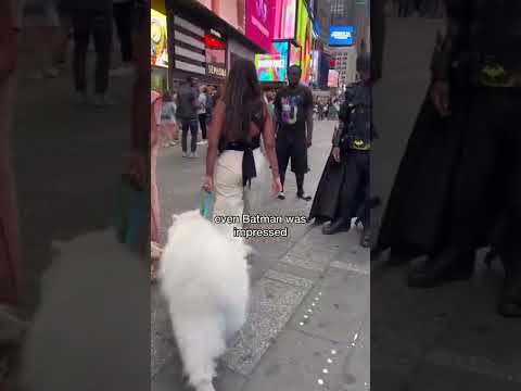 Video: Is uw hond een stadshond?