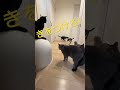 大事な話がある! #shorts 😁 #井戸端会議 #猫のいる暮らし #YouTubeShorts #shortsfeed #shorts
