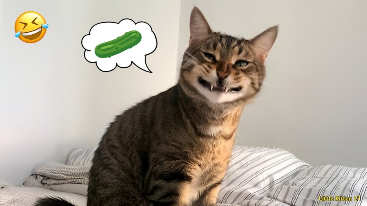 Funny Dogs & Cats Live Stream | Part 20