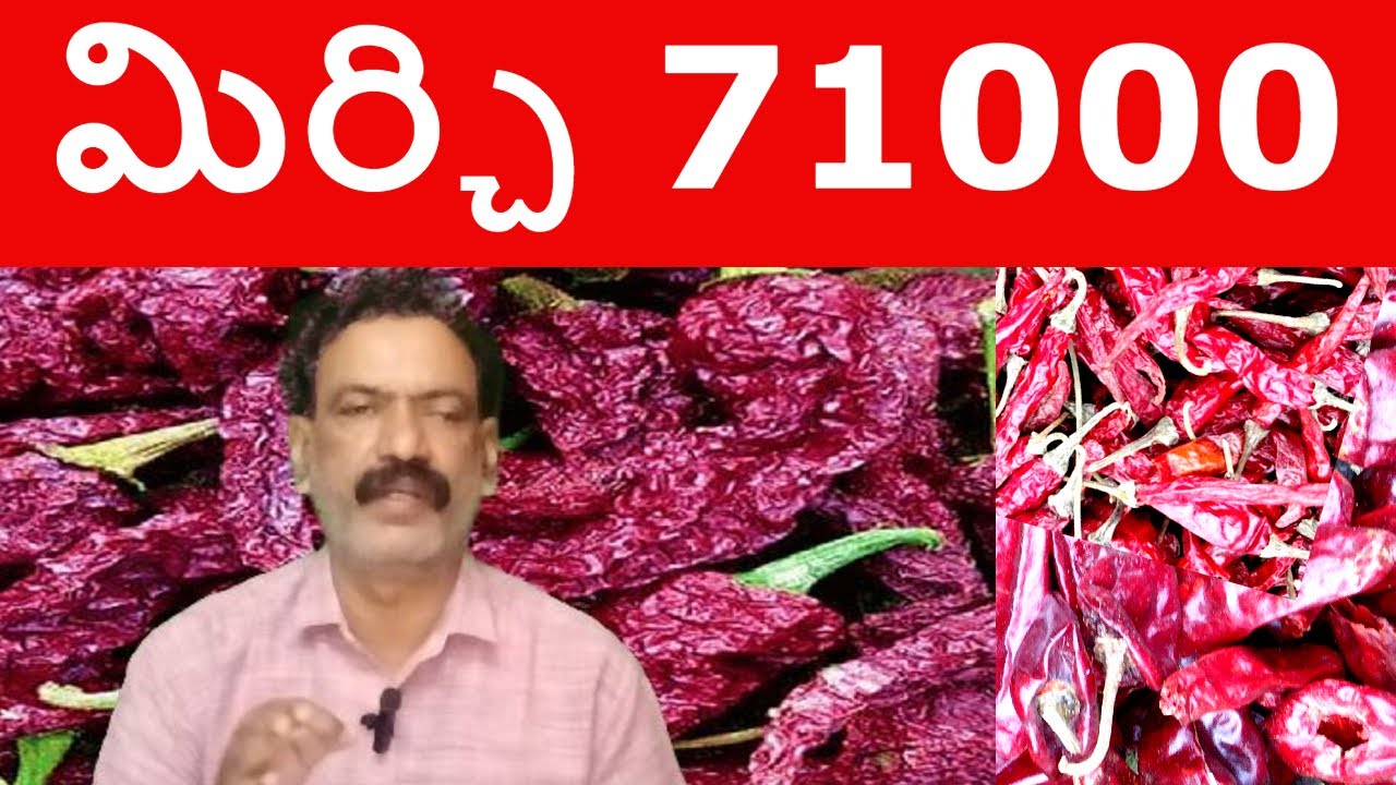 BAYADGI MIRCHI KADDI BYADIGI Karnataka | Guntur Mirchi Price | Teja  Mirchi Exports VVM 
