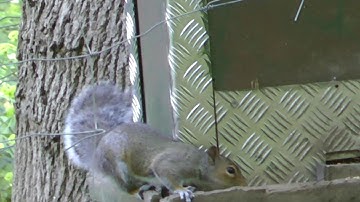 Pest Control with Air Rifles - Sunny Morning Squirrel Shooting