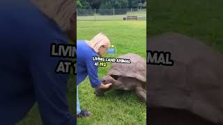 Meet Jonathan: The 192 Year Old Tortoise