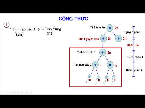 Video PHÁT SINH GIAO TỬ VÀ THỤ TINH - YouTube