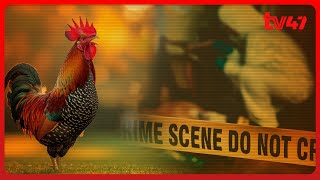 Wezi Wa Kuku Wachomwa Na Kufa Naivasha