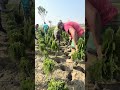 jhaw picking flowers