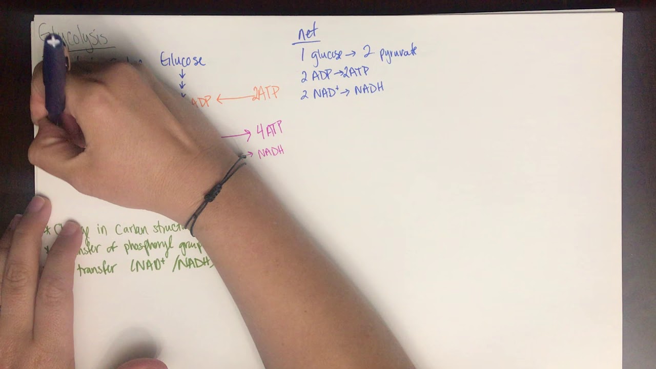 Chem 375 - Glycolysis - YouTube