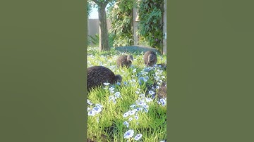 Starter Zoo | Brown Kiwi Habitat | Speed Build in Franchise Mode Planet Zoo