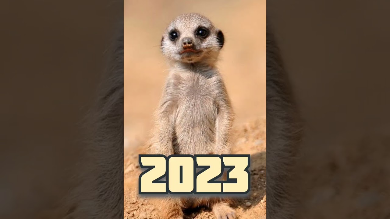 2023 meerkat vs 5000bce meerkat🥺😘🥰🤗❤️ 
