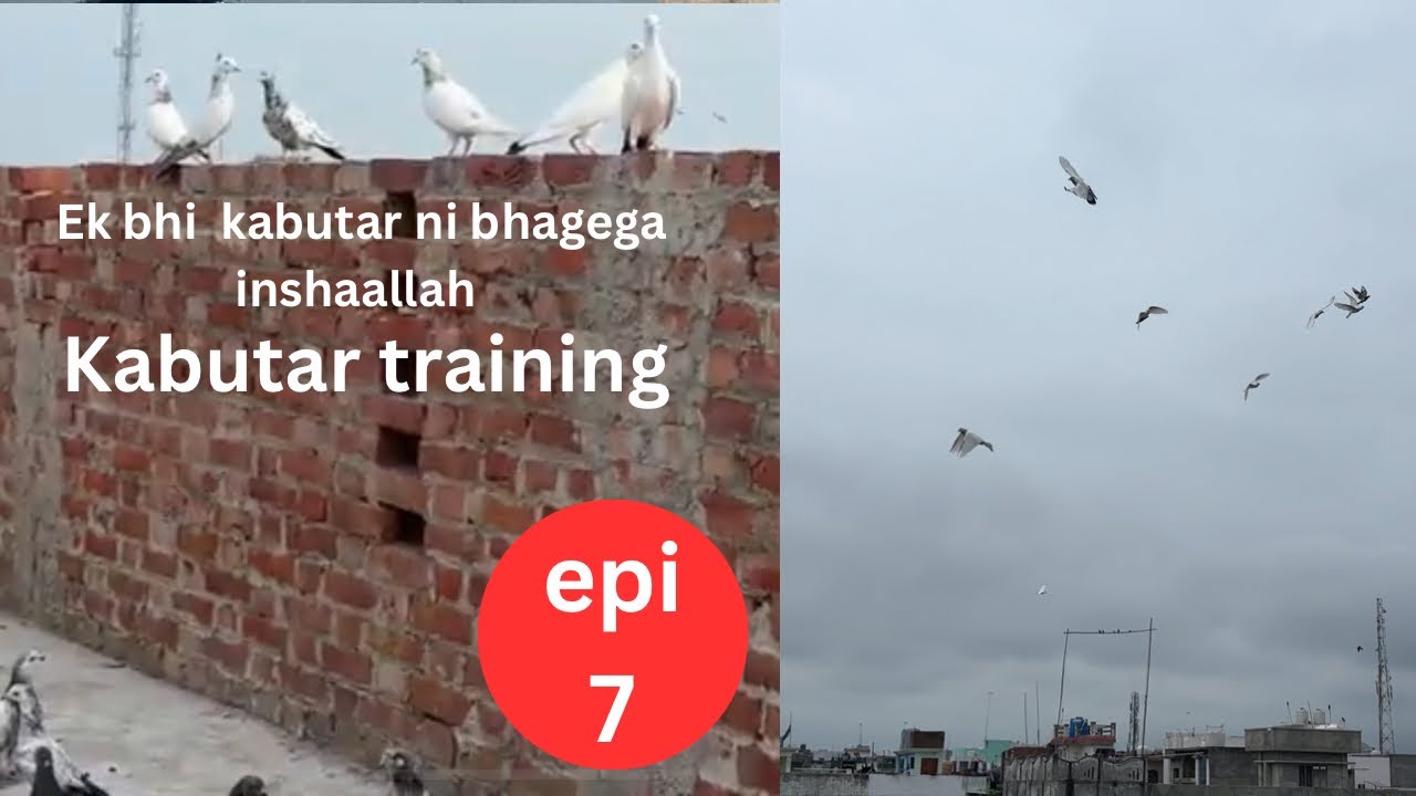 chhat ka pakka kaise karen kabutar ko [ep7] ||Baby pegion training