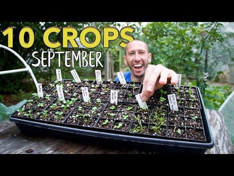 10 Crops You Can Still Plant In September!