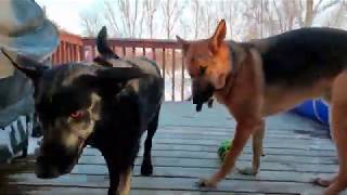 Dog Fears Cat | Cat Keeps German Shepherd Out of Bedroom