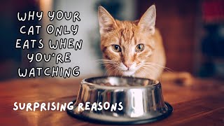 WHY Your CAT Only Eats When You're Watching: Surprising Reasons by Cats Globe 168 views 1 month ago 2 minutes, 23 seconds