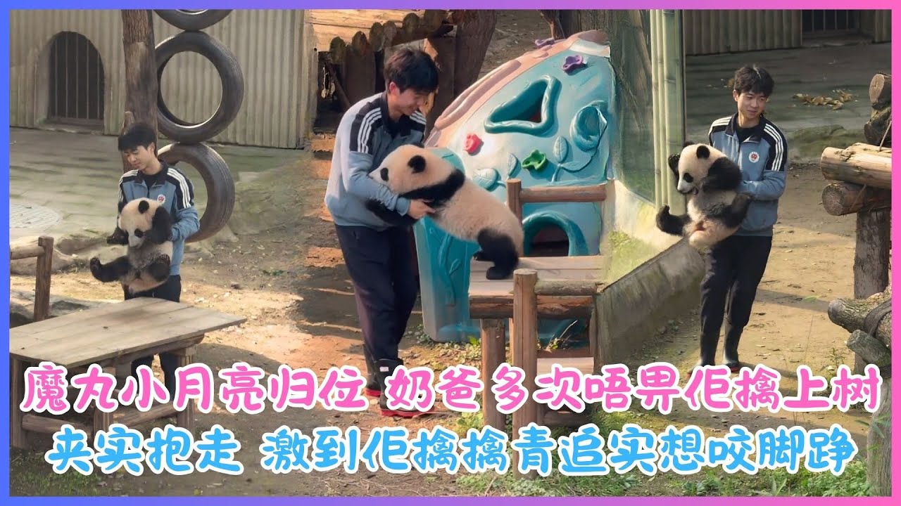 26.01.18💖魔丸小月亮归位～奶爸多次唔畀佢擒上树顶，夹实抱走，激到佢擒擒青追实想咬脚踭！笑鬼死🎋🐼💖