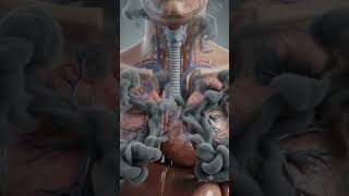 What Happens to Internal Organs When You Inhale Smoke? 🧠💔 #shorts #anatomy #health