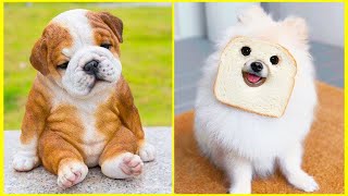 Cute Baby Dogs Cute Funny Dogs Videos Compilation | Cat Vines by Cat Vines 16 views 2 years ago 5 minutes, 46 seconds