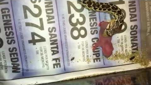 Gopher snake feeding on rat pinkie