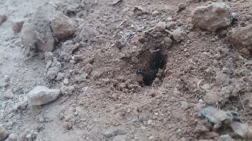 سورة النمل شهد هد خلق الله سبحان الله