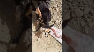 خلع بالكتف فى عجل حديث الولادة Calf Shoulder dislocation