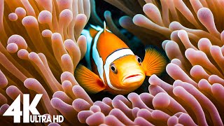 4K Aquarium for Relaxation 🐠 Relaxing Oceanscapes - Sleep Meditation 4K UHD Screensaver