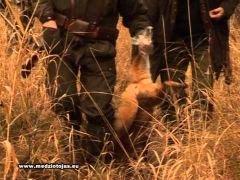 Video: Neapykantą Patyręs Italų Medžiotojas Miršta Medžioklėje