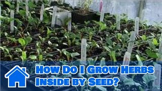 Indoor Gardening Tips : How Do I Grow Herbs Inside by Seed?