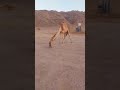 PUPPY AND CAMEL GIVE A KISS! Soo cute!