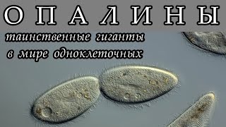 ОПАЛИНЫ - Таинственные гиганты в мире одноклеточных